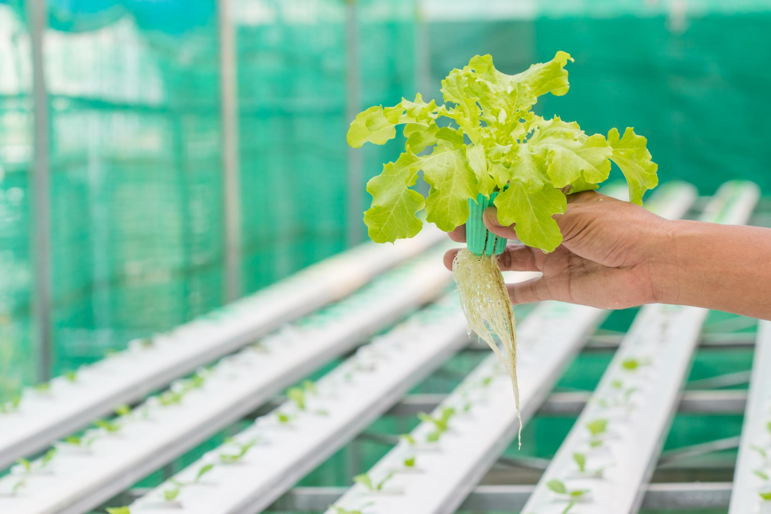 HYDROPONIC NUTRIENT FILM TECHNIQUE (NFT) SYSTEM BASED ON AUTOMATION IN CIPARAY VILLAGE - Institut Teknologi Nasional Bandung