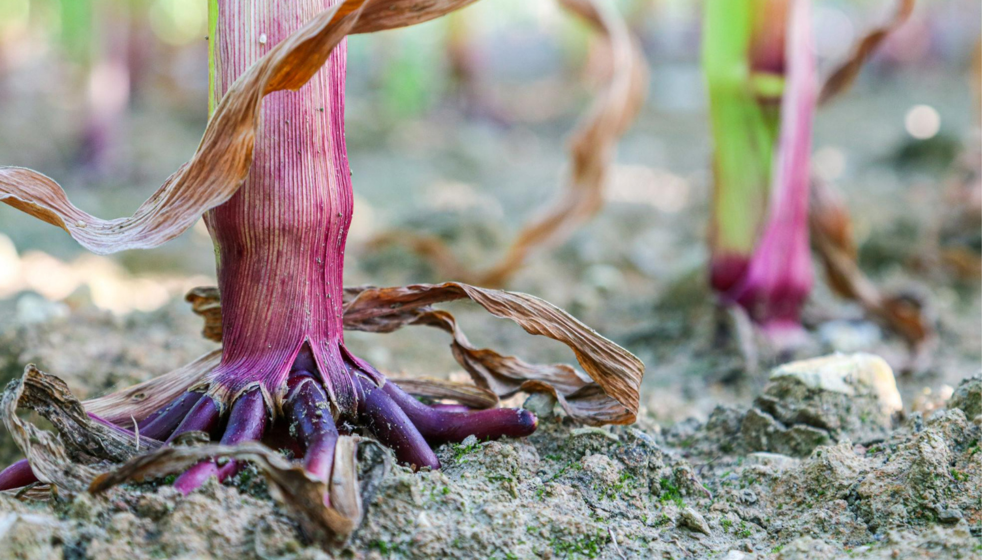 SHALLOT DISEASE CLASSIFICATION SYSTEM BASED ON DEEP LEARNING - Institut Teknologi Nasional Bandung