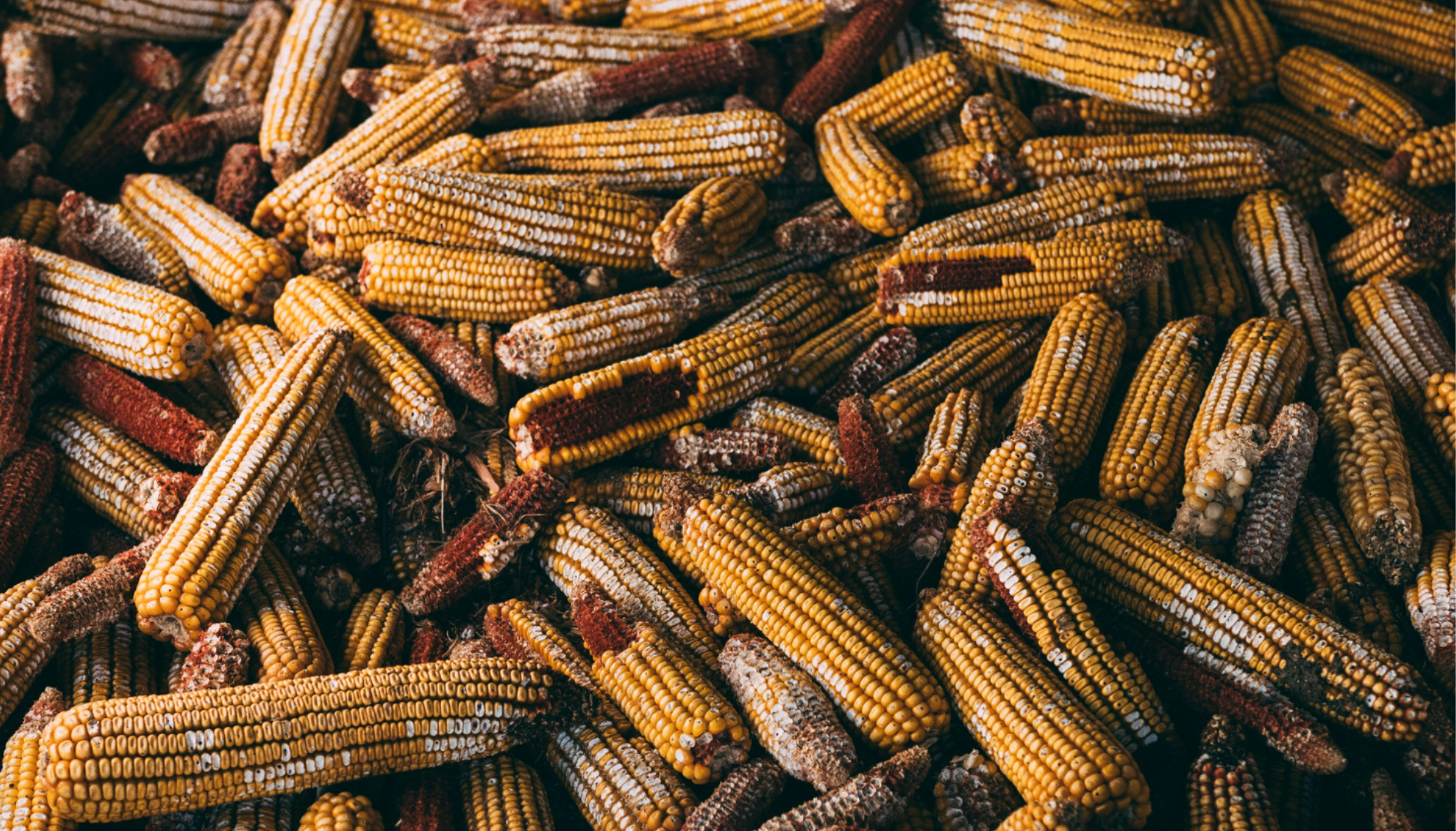 PERANCANGAN DAN PROTOTIPE KABIN INAP DAN KELENGKAPAN INTERIOR BERBAHAN BAKU BONGGOL JAGUNG SEBAGAI INISIASI WISATA EDUKASI KREATIF BERTEMA JAGUNG