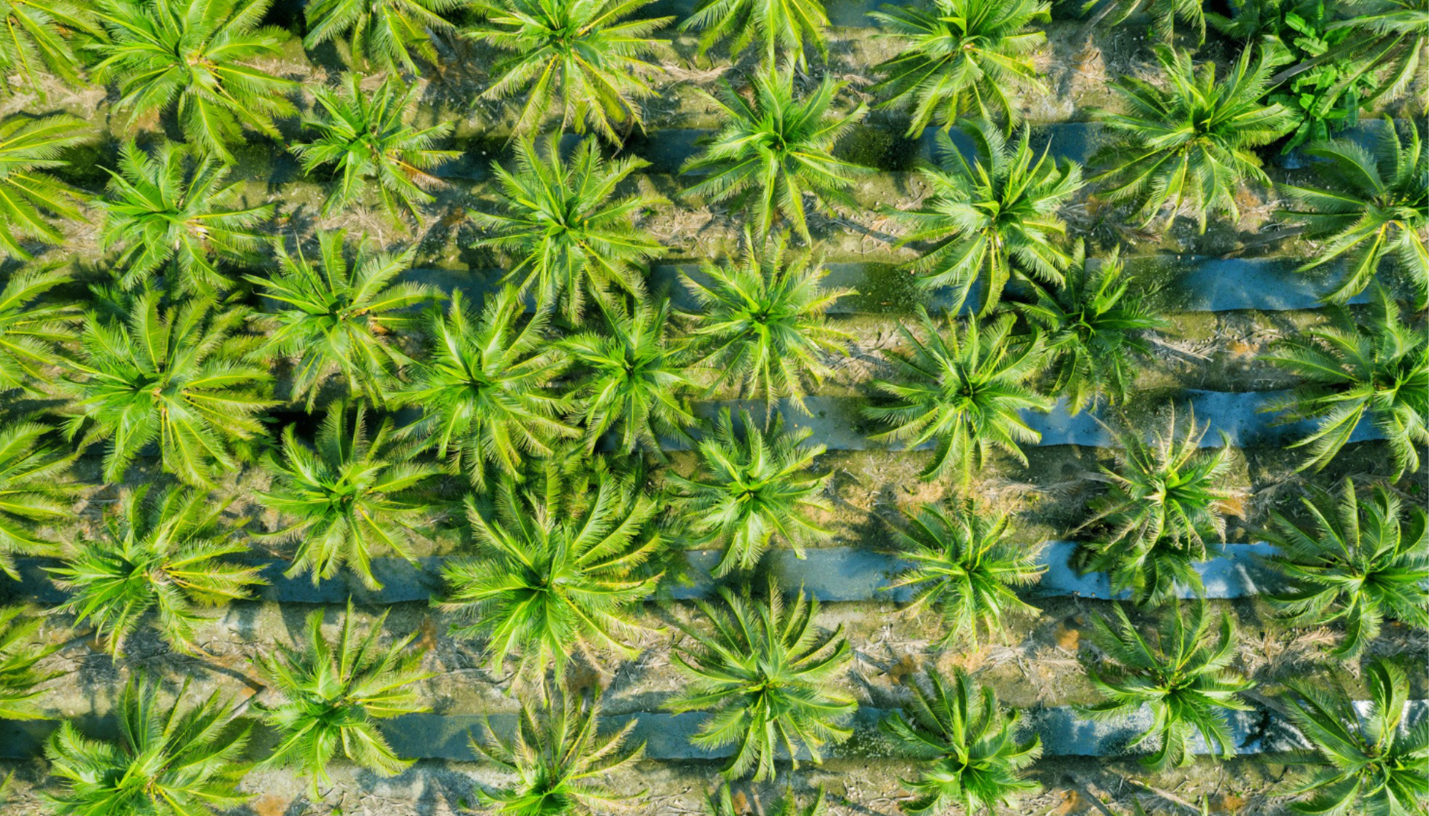 PEMETAAN DAN VISUALISASI SPASIAL UMUR KELAPA SAWIT BEBASISKAN GeoAI DAN GLOBAL CANOPY HEIGHT UNTUK PENGELOLAAN PERKEBUNAN SAWIT BERKELANJUTAN  DI INDONESIA