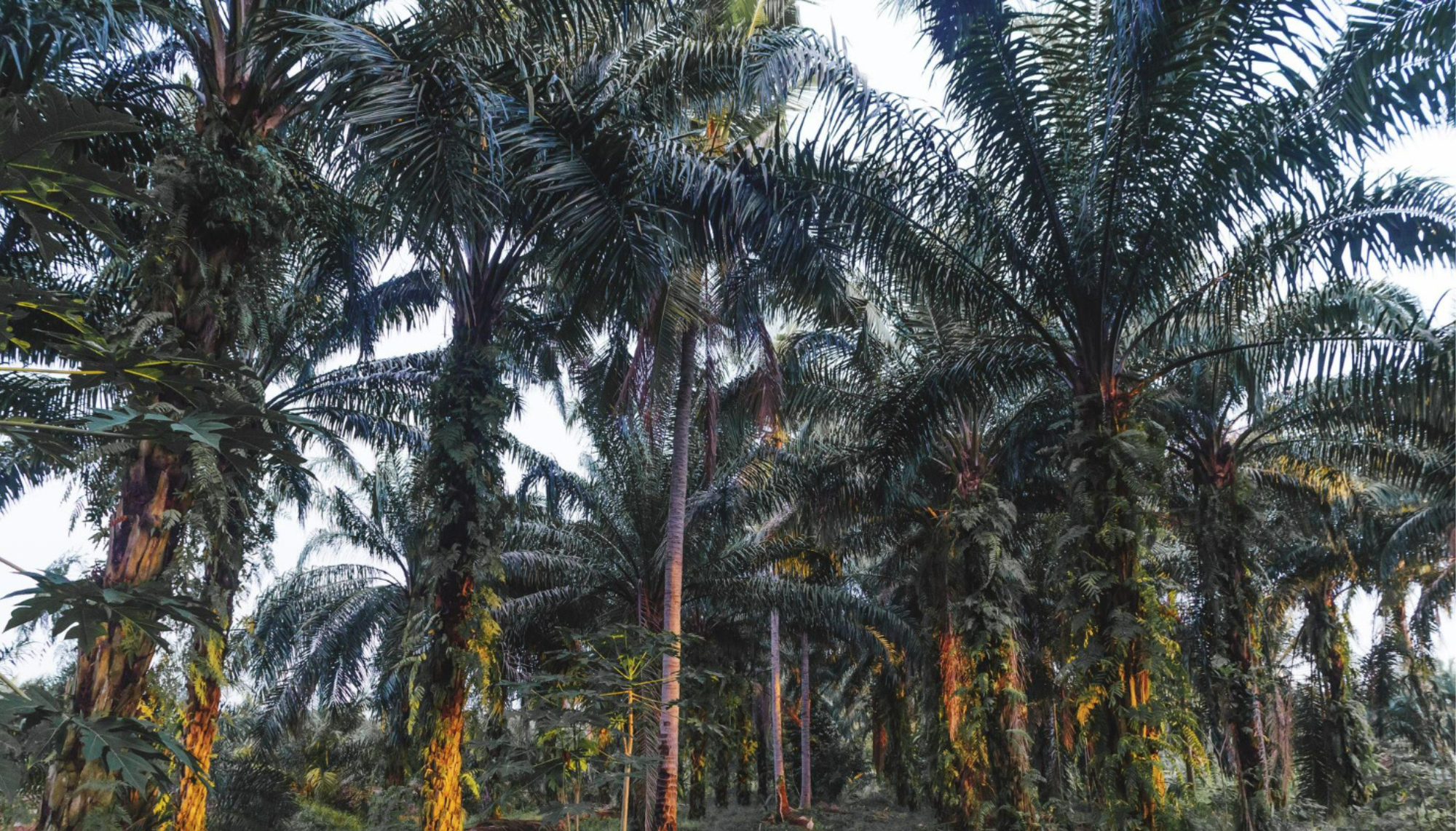 PENGEMBANGAN SISTEM MONITORING PERTUMBUHAN KELAPA SAWIT  BERBASIS MACHINE LEARNING DAN BIG DATA  CITRA SATELIT PENGINDRAAN JAUH